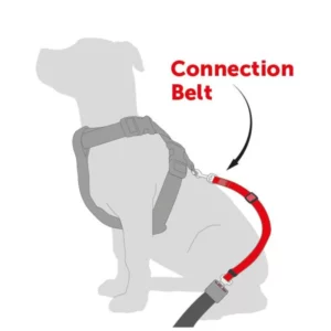 ceinture securite schema