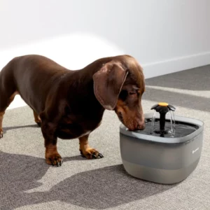 fontaine flowie chien